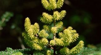 Картинка по теме - как поливать елку