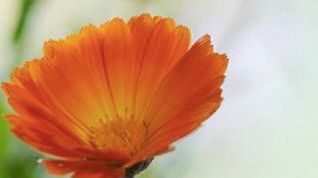 Картинка по теме - как вылечить катаракту