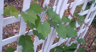 Картинка по теме - как укоренить виноград