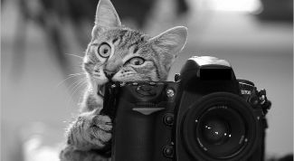 Картинка по теме - как провести дома фотосессию