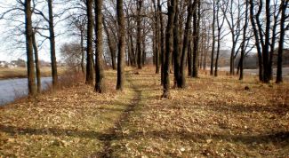 Картинка по теме - как оформить участок в аренду