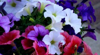 Картинка по теме - как черенковать петунию