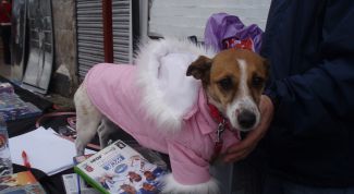 Картинка по теме - как сшить костюм для собаки