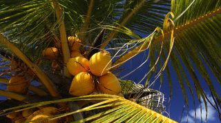 Картинка по теме - как посадить кокос