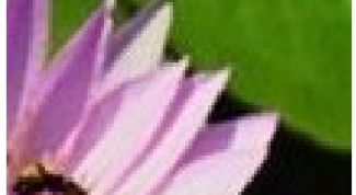 Картинка по теме - как сделать растровое изображение