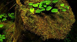 Картинка по теме - как удалить корень дерева