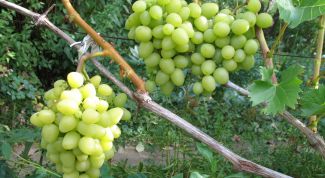 Картинка по теме - как укрыть виноград