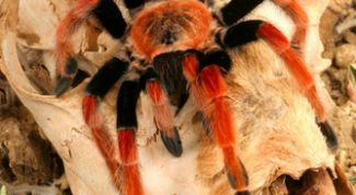 Картинка по теме - как перебороть страх перед собой