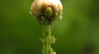 Картинка по теме - как уничтожить тлю