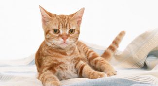 Картинка по теме - как приучать котёнка ходить в лоток