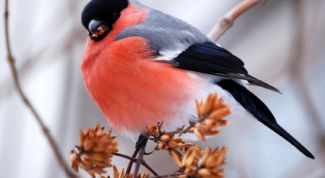 Картинка по теме - как поймать снегиря