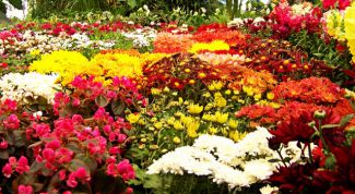 Картинка по теме - как украсить клумбу цветами
