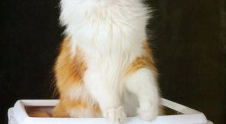 Картинка по теме - как приучить уже взрослого кота к туалету