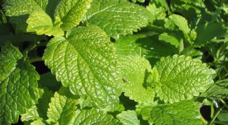 Картинка по теме - как вырастить мелиссу
