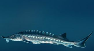 Картинка по теме - как поймать осетра