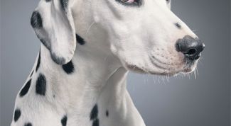 Картинка по теме - как фотографировать собаку