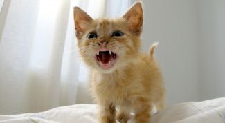 Картинка по теме - как сбить температуру у кошки