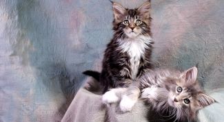 Картинка по теме - как приучить котёнка к его месту