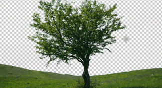 Картинка по теме - как убрать задний фон на фотографии