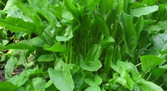 Картинка по теме - как вырастить щавель