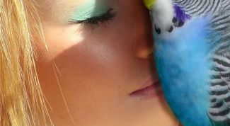 Картинка по теме - как учить говорить попугаев