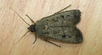 Картинка по теме - как уничтожить моль