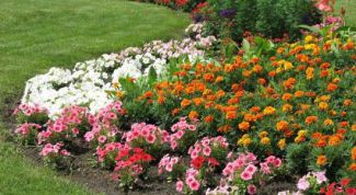 Картинка по теме - как украсить участок цветами