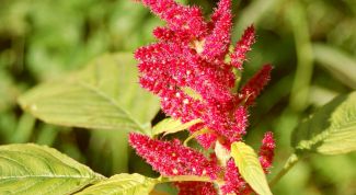 Картинка по теме - как вырастить амарант