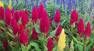 Картинка по теме - как вырастить целозию