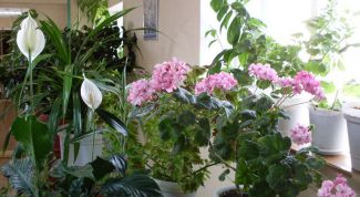 Картинка по теме - как сажать на подоконнике