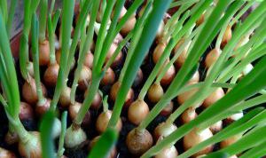 Картинка по теме - как вырастить лук зеленый дома