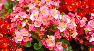 Картинка по теме - как вырастить клубневую бегонию