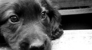 Картинка по теме - как пристроить собаку