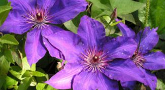 Картинка по теме - как вырастить климатис