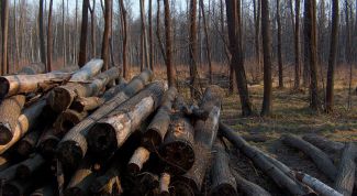 Картинка по теме - как рубить лес