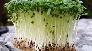 Картинка по теме - как вырастить салат дома