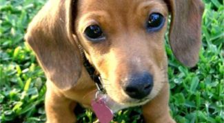 Картинка по теме - как приучить таксу к туалету на улице