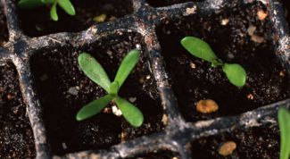 Картинка по теме - как срезать черенок