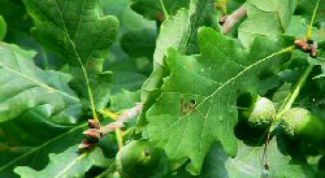 Картинка по теме - как посадить дуб