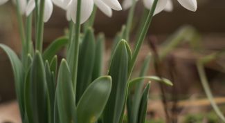 Картинка по теме - как выращивать подснежники