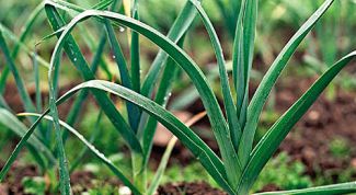 Картинка по теме - как посадить лук порей