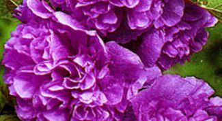 Картинка по теме - как вырастить шток розу