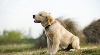 Картинка по теме - как приучить щенка к ошейнику