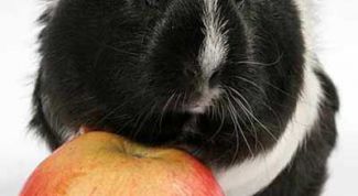 Картинка по теме - как приручать морских свинок