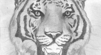 Картинка по теме - как рисовать хищника