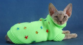 Картинка по теме - как связать кошке одежду