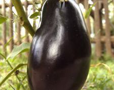 Картинка по теме - как убрать горечь из баклажан