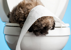 Картинка по теме - как приучить к туалету пинчера