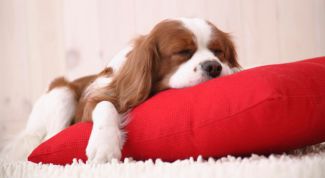 Картинка по теме - как приучить щенка спать одного