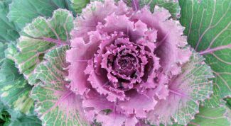 Картинка по теме - как вырастить декоративную капусту